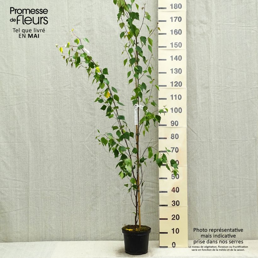 Example of Betula pendula Fastigiata - Bouleau fastigié Pot de 3L/4L as you get in printemps
