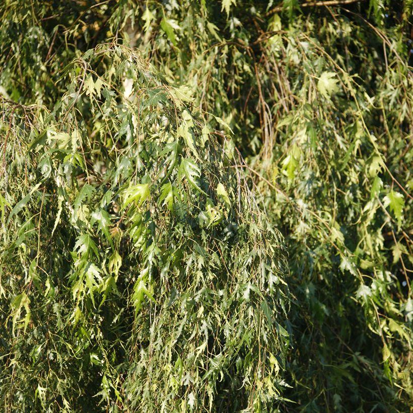 Bouleau pleureur - Betula pendula Gracilis (Foliage)