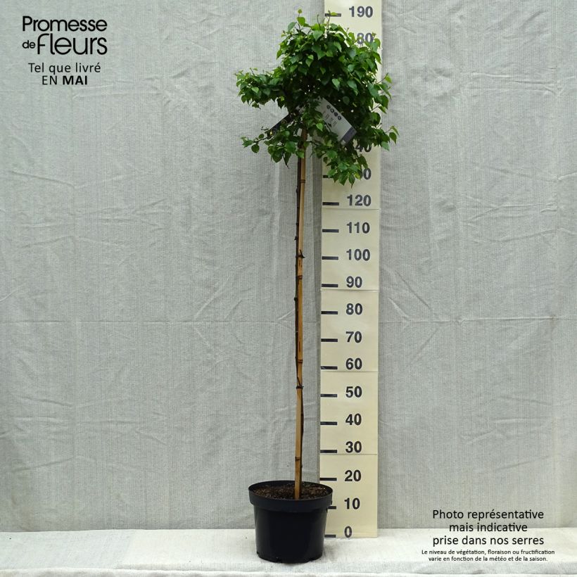 Example of Betula pendula Magical Globe - Bouleau commun Pot de 7,5L/10L, Tige as you get in printemps