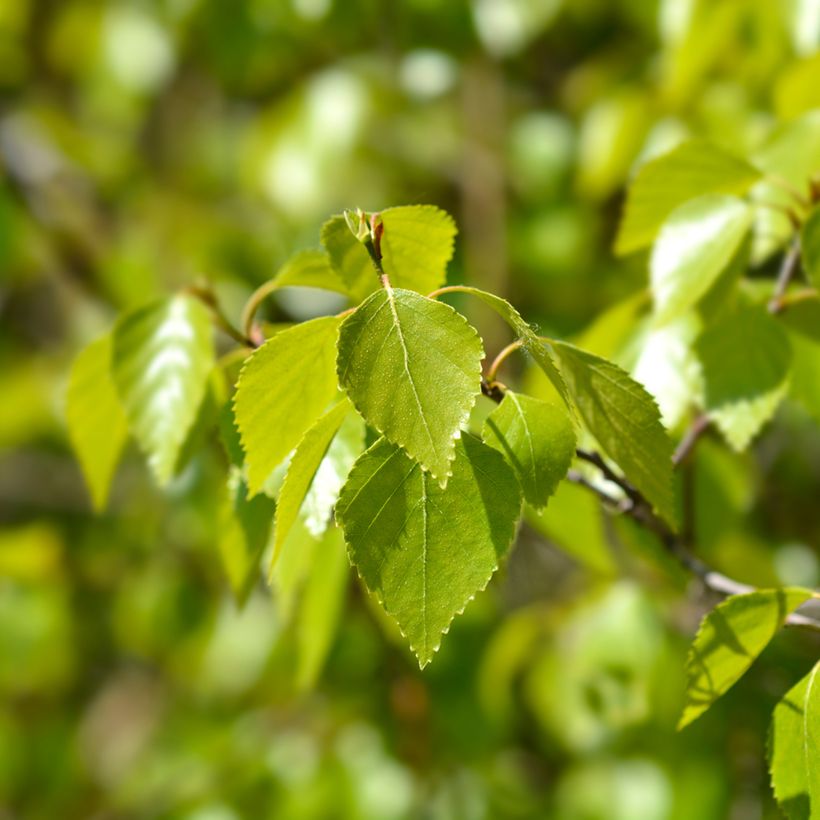 Betula pendula Magical Globe - Bouleau commun (Foliage)