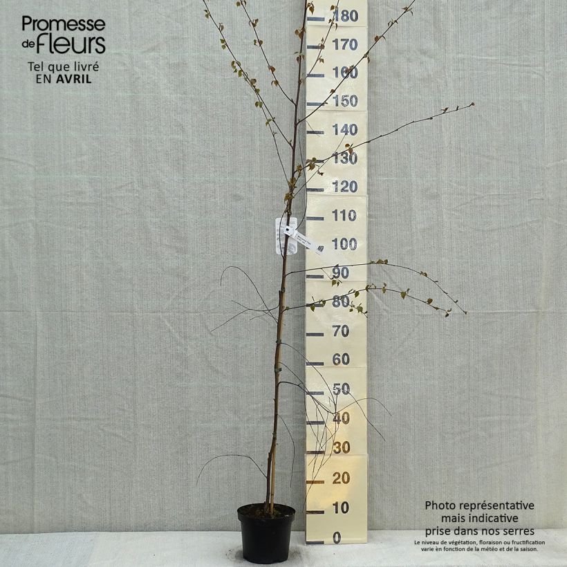 Example of Betula pendula Tristis - Bouleau pleureur Pot de 2L/3L as you get in printemps