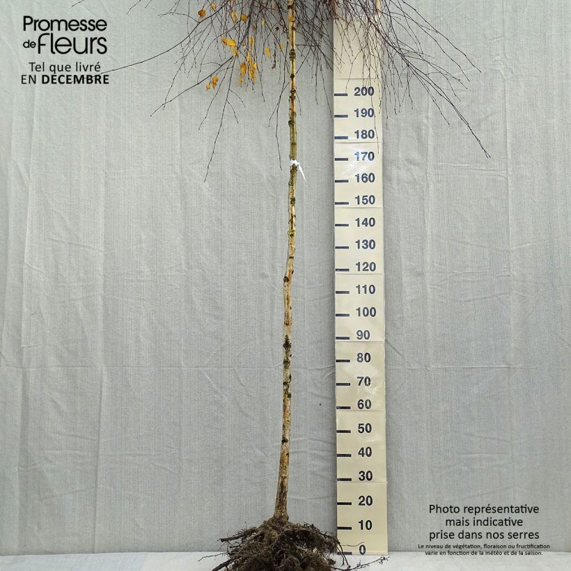 Spécimen de Bouleau pleureur Youngii - Betula pendula Racines nues, Tige, Tige 8/10 tel que livré en hiver