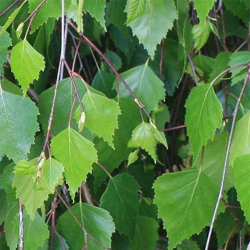Betula pendula (alba, verrucosa) (Foliage)