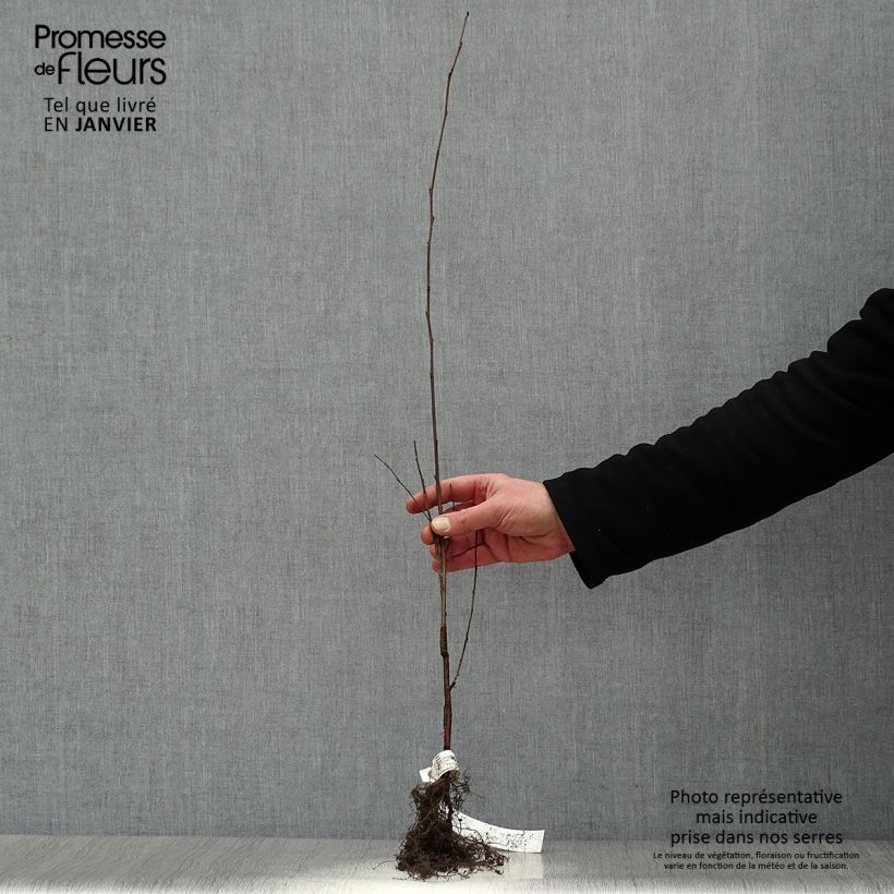 Example of Betula pendula (alba, verrucosa) Racines nues as you get in hiver