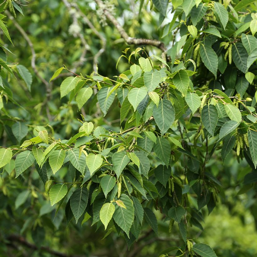 Bouleau de l'Himalaya - Betula utilis var. prattii (Foliage)