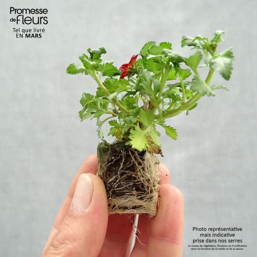 Example of Bidens Beedance Painted Red Mini-motte Ø 3/4 cm, Livré en plant vert de 5 à 10 cm de hauteur as you get in printemps