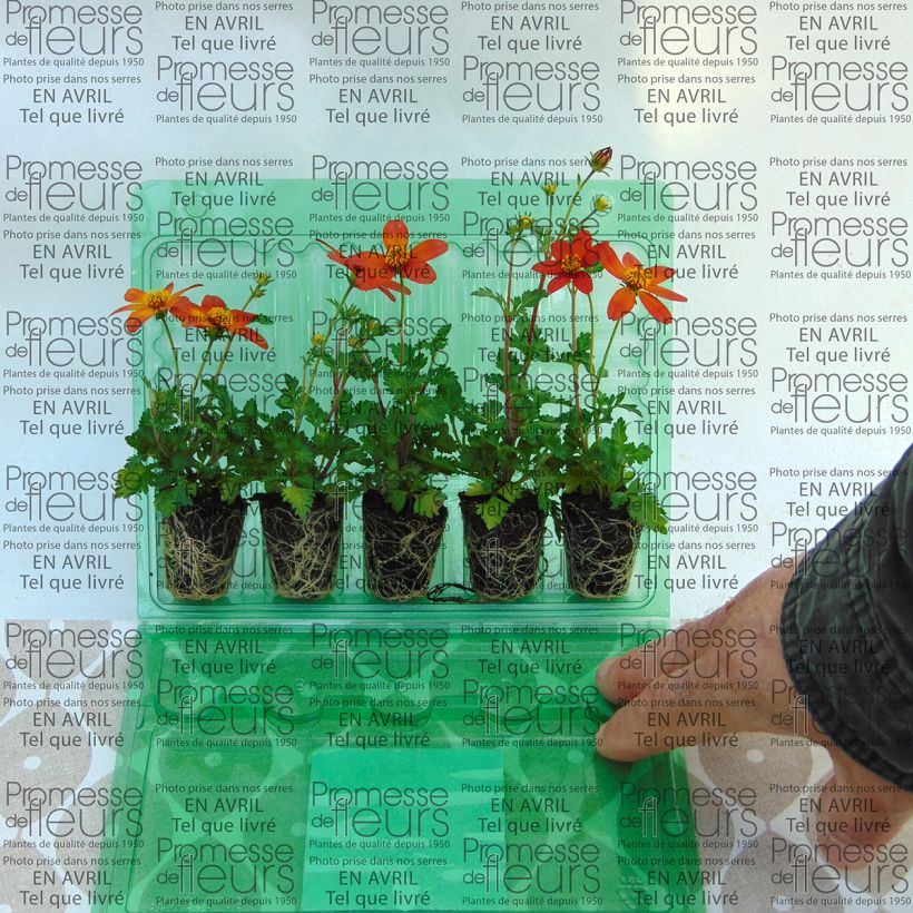 Example of Bidens Campfire Fireburst Mini-motte Ø 3/4 cm, Livré en plant vert de 5 à 10 cm de hauteur as you get