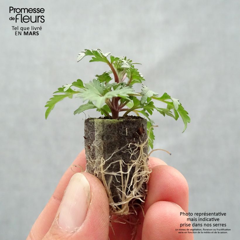 Example of Bidens Campfire Funny Honey Mini-motte Ø 1,5/2,5 cm, Plant vert de 5 à 10 cm de haut as you get in printemps