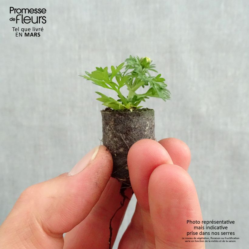 Example of Bidens Lemon Moon Mini-motte Ø 1,5/2,5 cm, Livré en plant vert de 5 à 10 cm de hauteur as you get in printemps