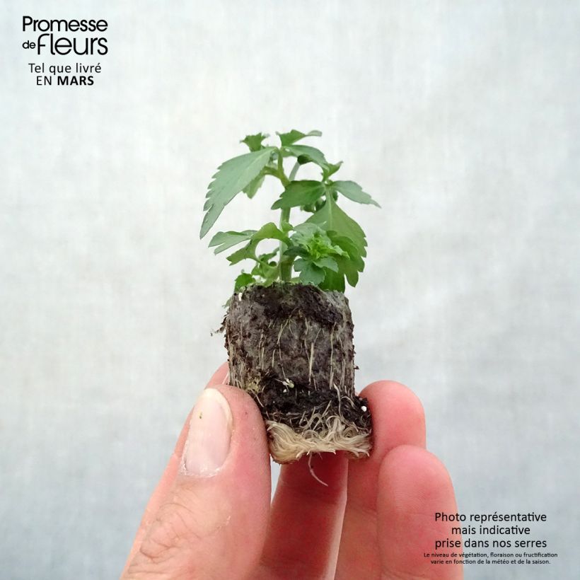 Spécimen de Bidens Pirate's Pearl Mini-motte Ø 3/4 cm, Livré en plant vert de 5 à 10 cm de hauteur tel que livré au printemps