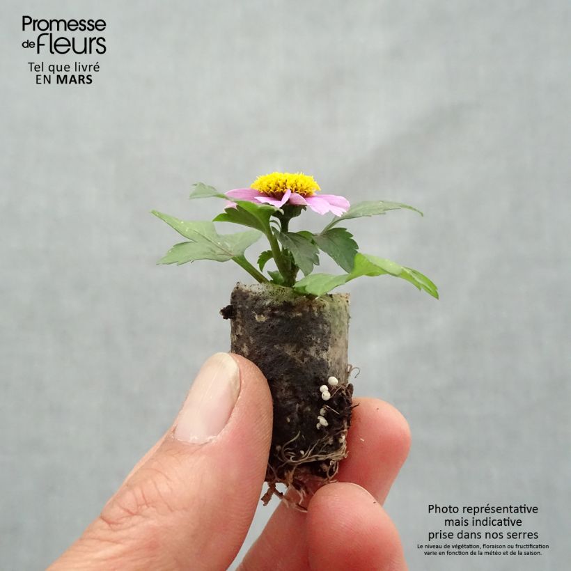 Example of Bidens Stoplight Mini-motte Ø 1,5/2,5 cm, Livré en plant vert de 5 à 10 cm de hauteur as you get in printemps