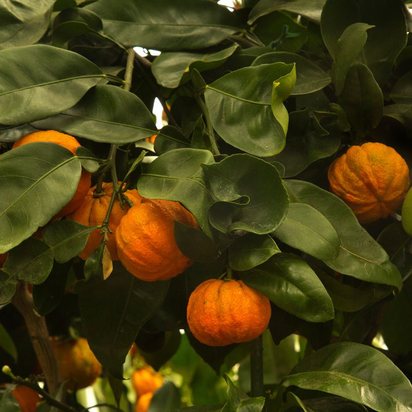 Bigaradier Bouquet de Fleur - Oranger amer (Harvest)