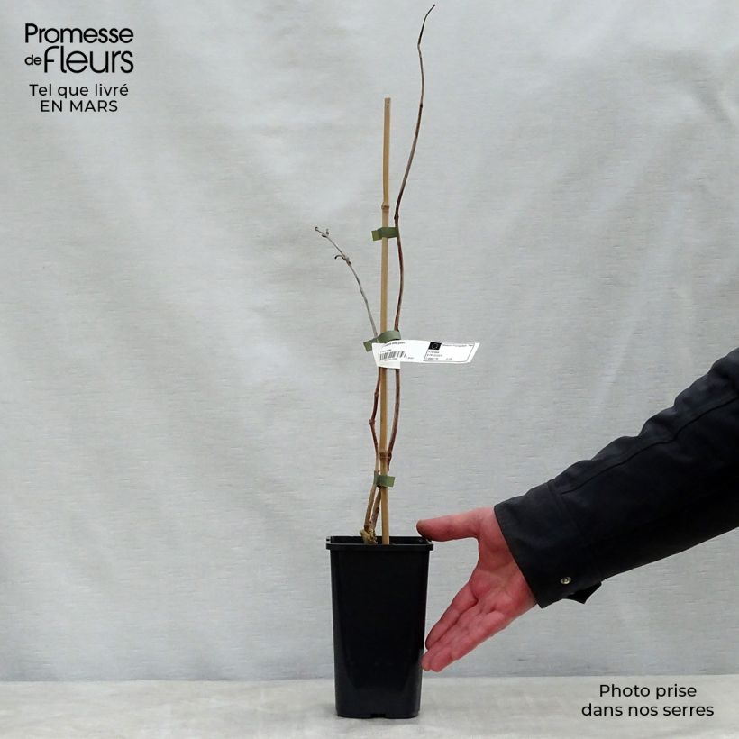 Example of Bignone - Campsis tagliabuana Madame Galen Pot de 2L/3L as you get in printemps