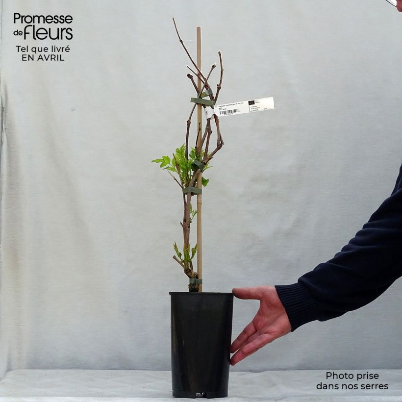 Example of Bignone - Campsis tagliabuana Summer Jazz Fire Pot de 2L/3L as you get in printemps