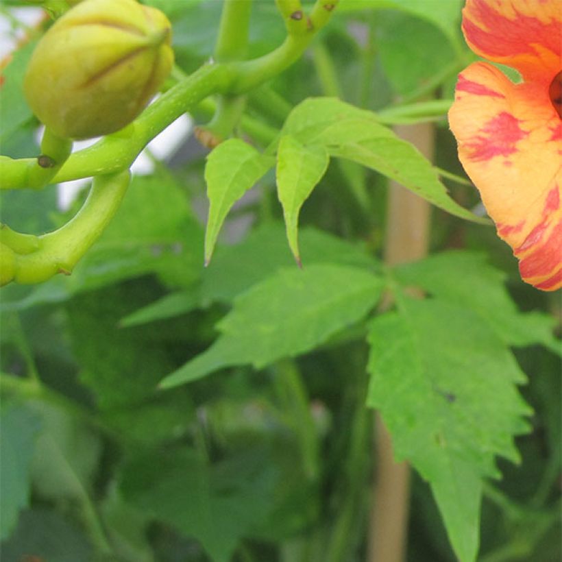 Bignone Orangeade - Campsis x tagliabuana Tracamp (Foliage)