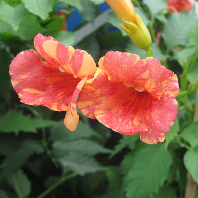 Bignone Orangeade - Campsis x tagliabuana Tracamp (Flowering)