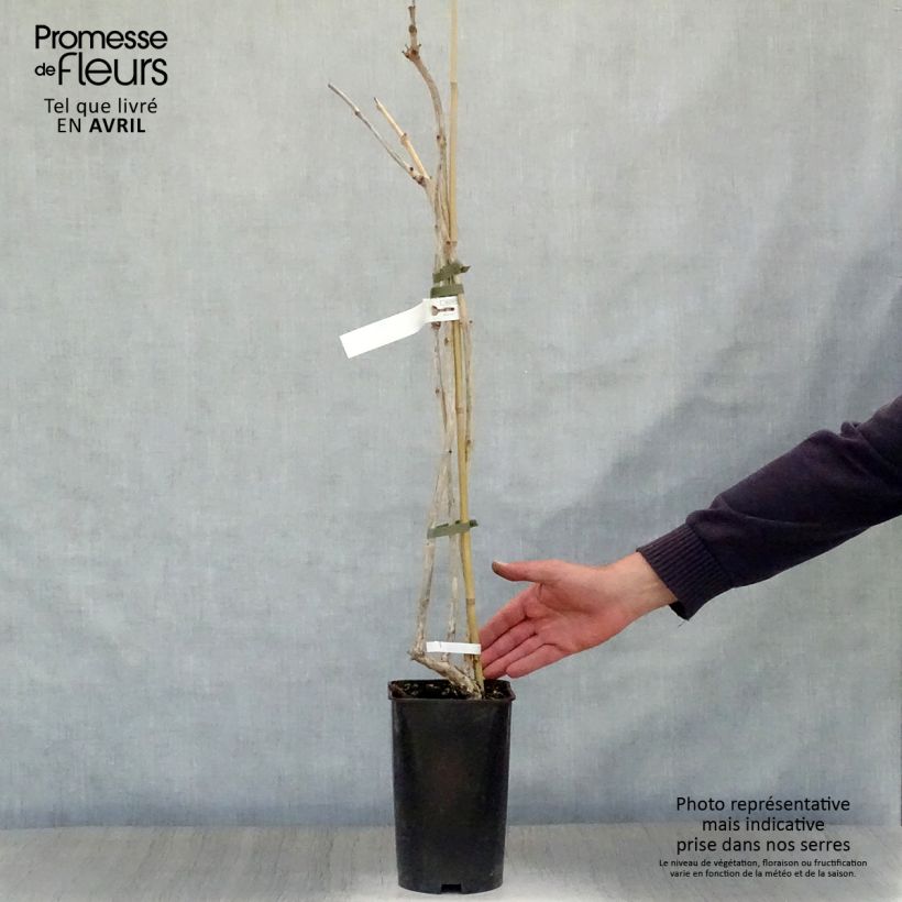 Example of Bignone, Trompette de Virginie Atropurpurea - Campsis radicans Pot de 2L/3L as you get in printemps