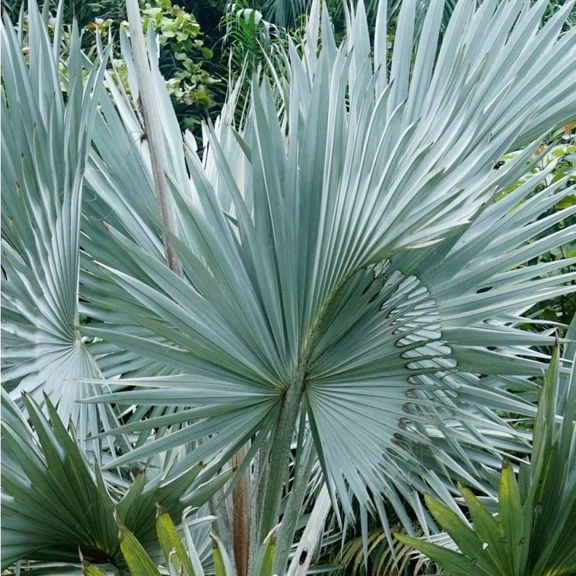 Bismarckia nobilis - Palmier de Bismarck (Foliage)