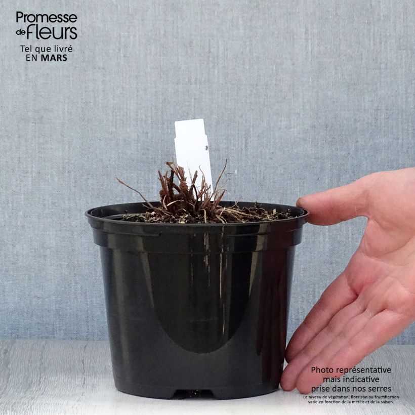 Spécimen de Blechnum brasiliense Volcano Pot de 2L/3L tel que livré au printemps