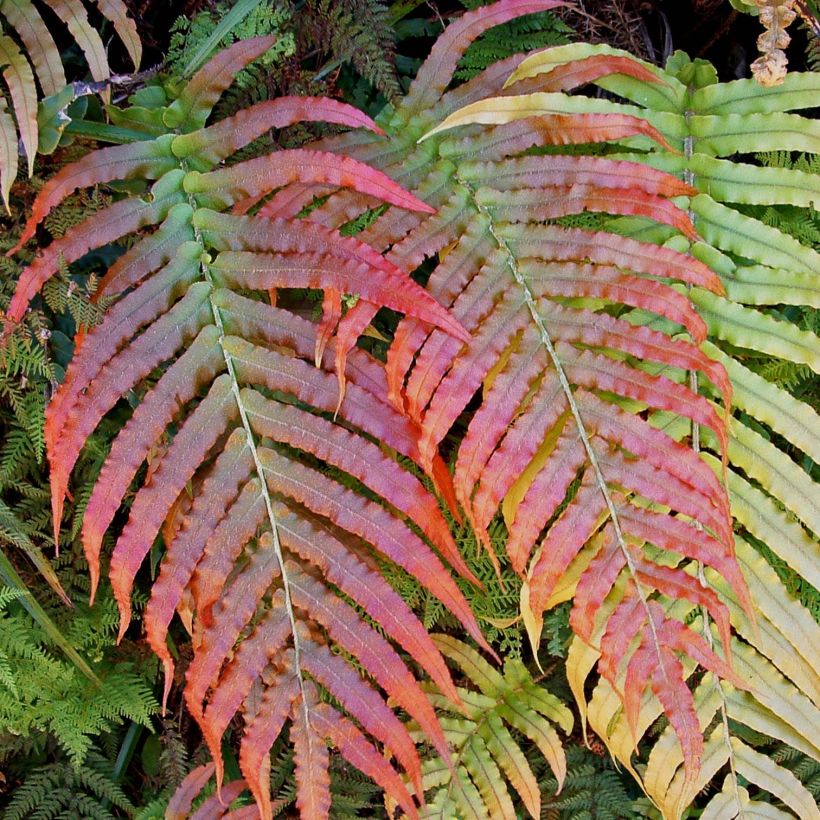 Blechnum novae-zelandiae (Feuillage)