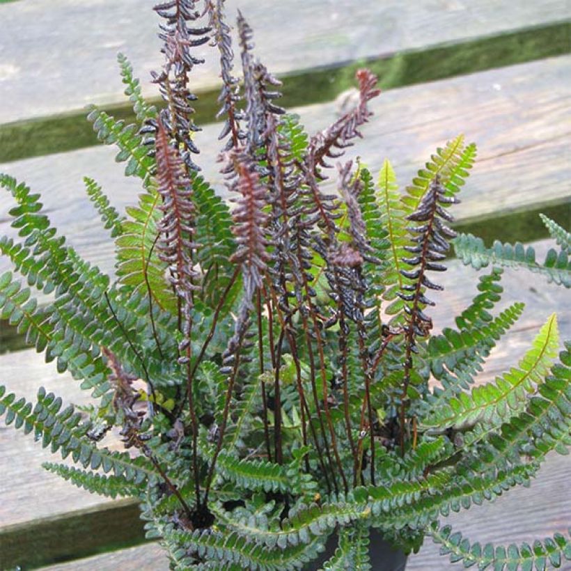 Blechnum penna-marina - Fougère (Plant habit)