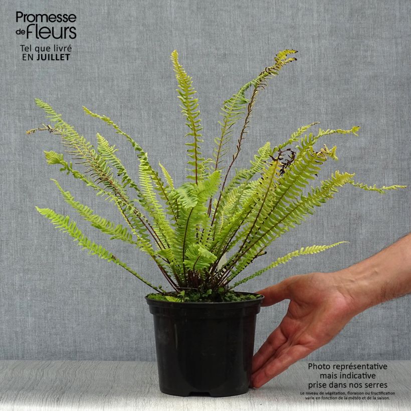 Spécimen de Blechnum spicant -  Fougère pectinée Pot de 2L/3L tel que livré en été