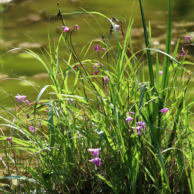 Bletilla striata Purple - Orchidée jacinthe (Plant habit)