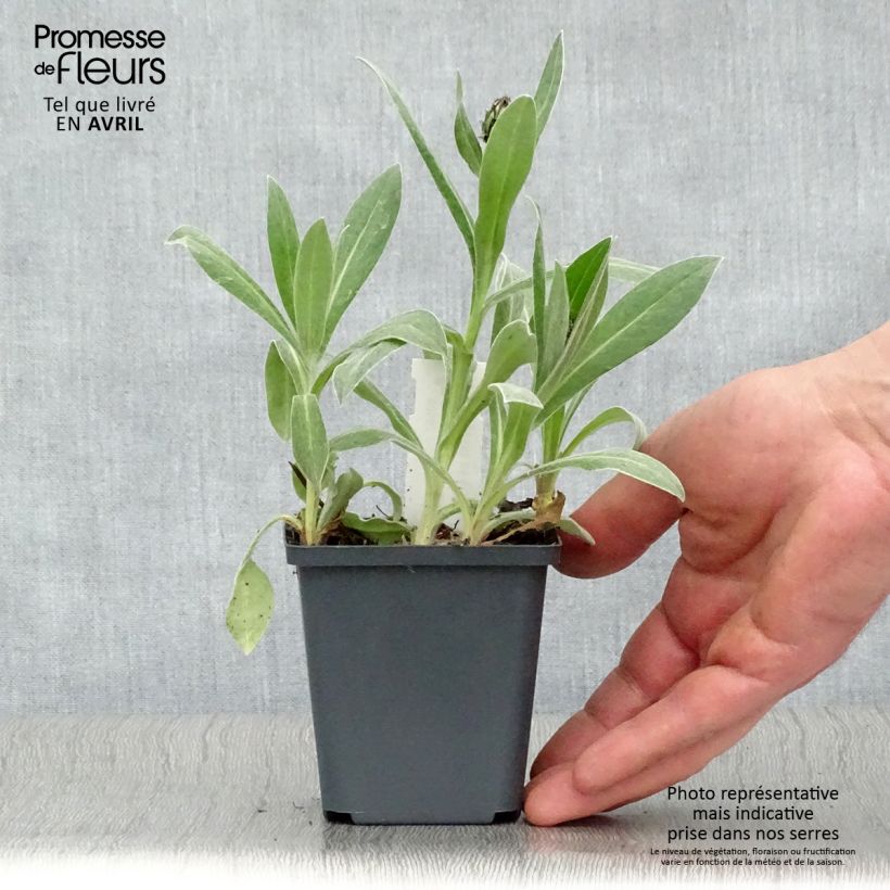 Example of Bleuet des montagnes - Centaurée montana Amethyst in Snow Godet de 8/9 cm as you get in printemps