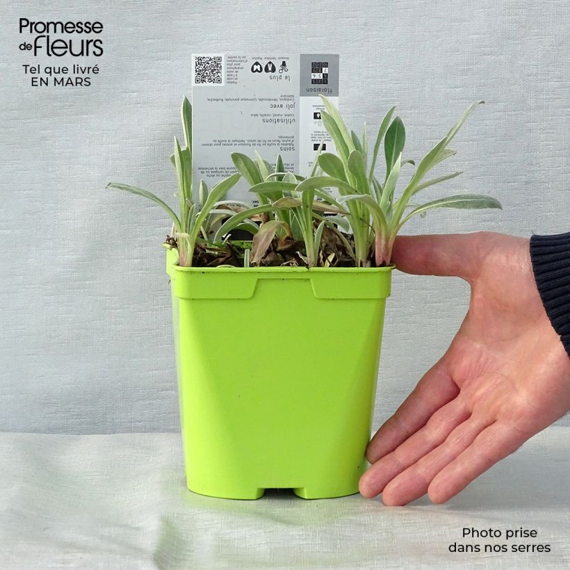 Example of Bleuet des montagnes - Centaurée montana Amethyst in Snow Pot de 1,5L/2L as you get in printemps