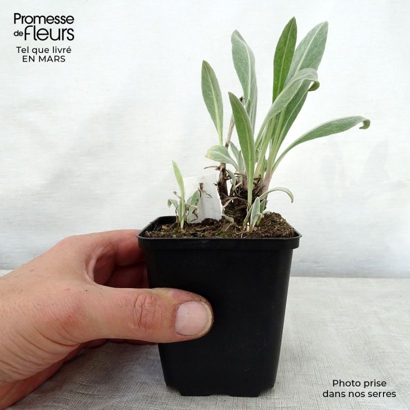 Example of Bleuet des montagnes Sulphurea - Centaurea montana Godet de 8/9 cm as you get in printemps