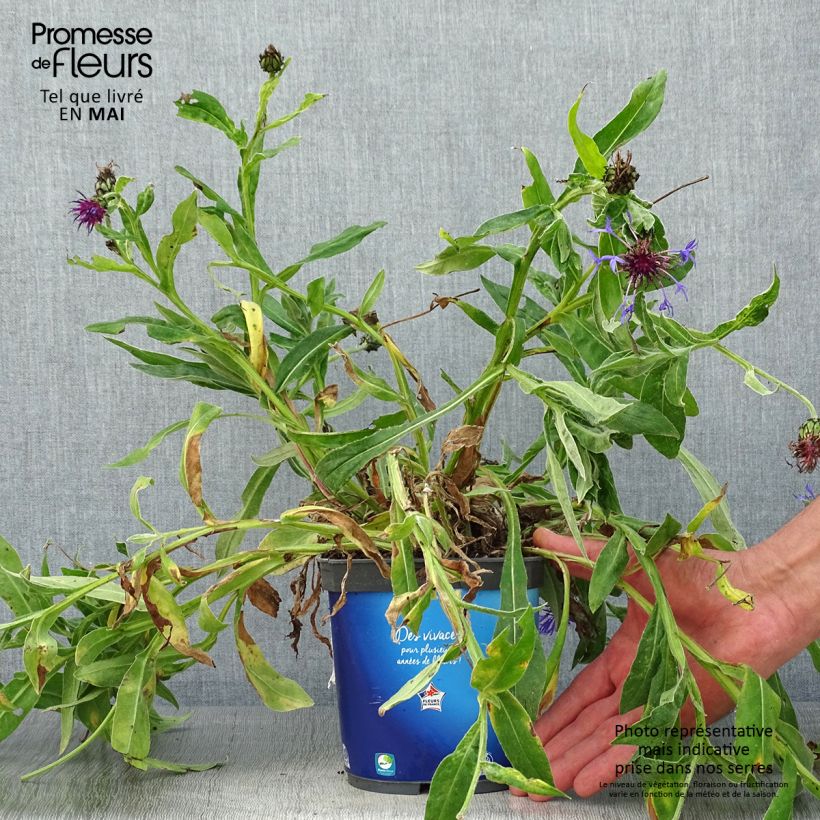 Example of Bleuet des montagnes Sulphurea - Centaurea montana Pot de 2L/3L as you get in printemps