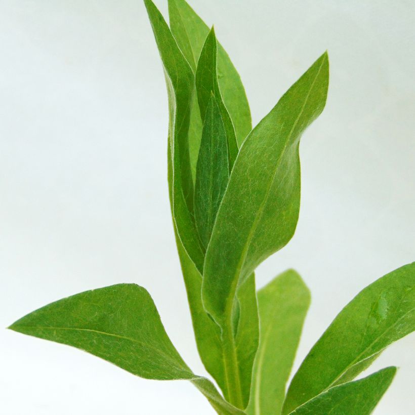 Bleuet des montagnes blanc - Centaurée montana Alba (Foliage)