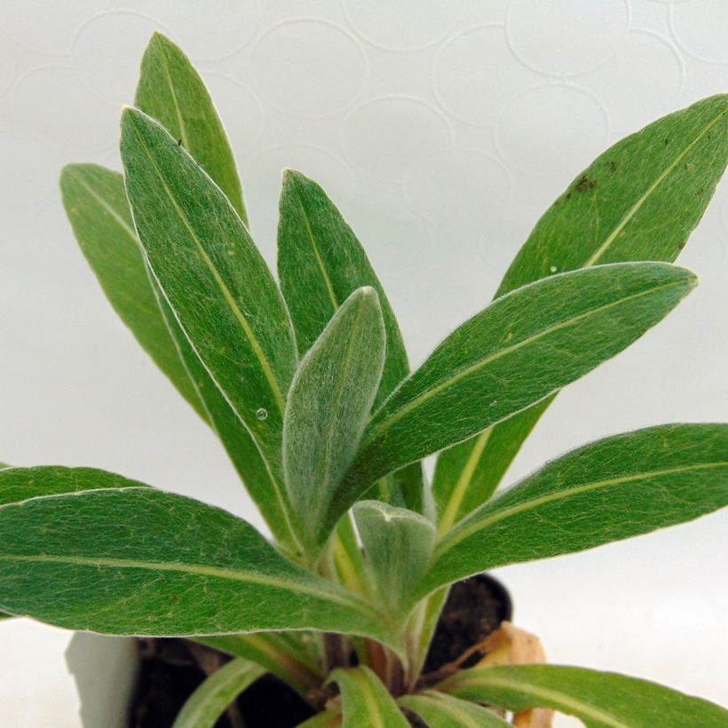 Bleuet des montagnes blanc et mauve - Centaurée montana Amethyst Dream (Foliage)