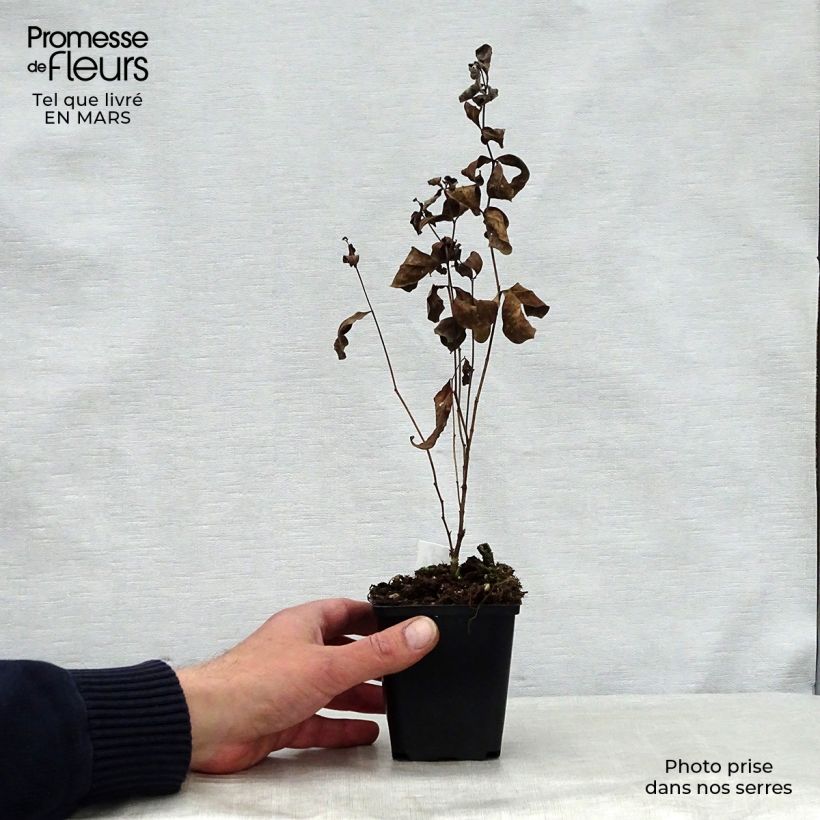 Example of Bleuet des montagnes blanc et mauve - Centaurée montana Amethyst Dream Godet de 8/9 cm as you get in printemps