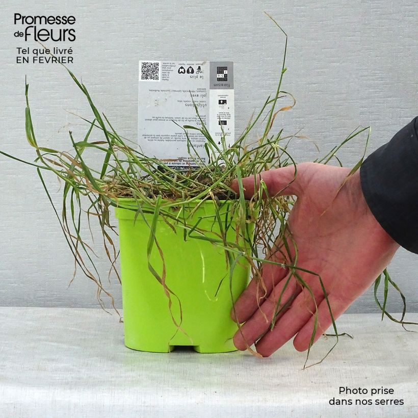 Example of Bleuet des montagnes blanc et mauve - Centaurée montana Amethyst Dream Pot de 2L/3L as you get in hiver