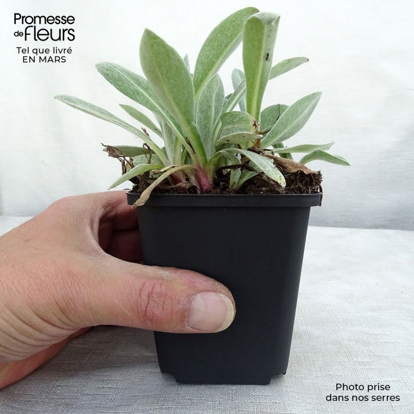 Example of Bleuet des montagnes blanc et pourpre - Centaurée Purple Heart Godet de 8/9 cm as you get in printemps