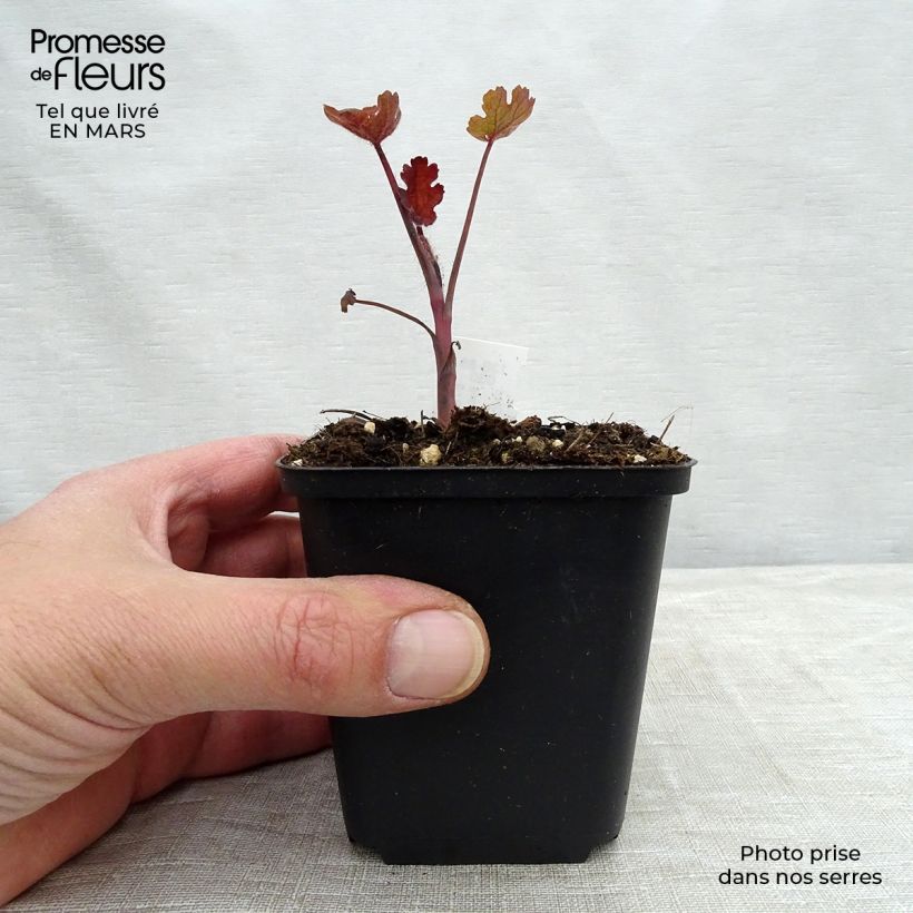 Spécimen de Bocconie Spetchley Ruby - Macleaya microcarpa Godet de 8/9 cm tel que livré au printemps