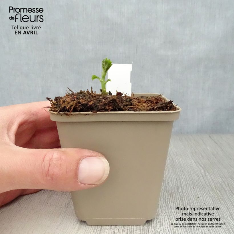 Example of Boehmeria sieboldiana - Ortie de Chine Godet de 8/9 cm as you get in printemps