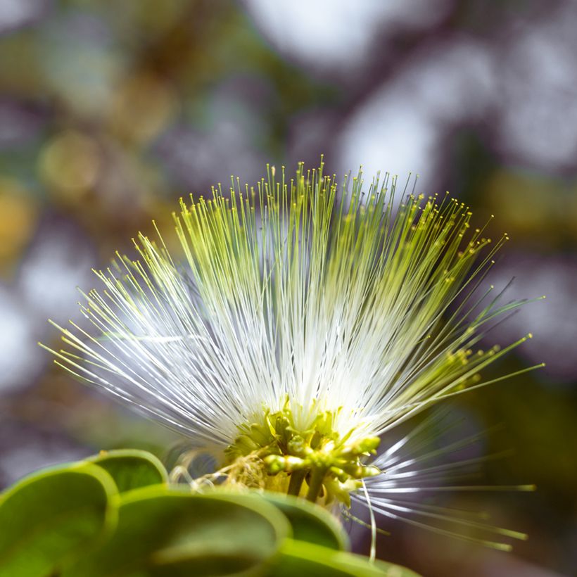 Albizia lebbeck - Bois noir des Bas (Flowering)
