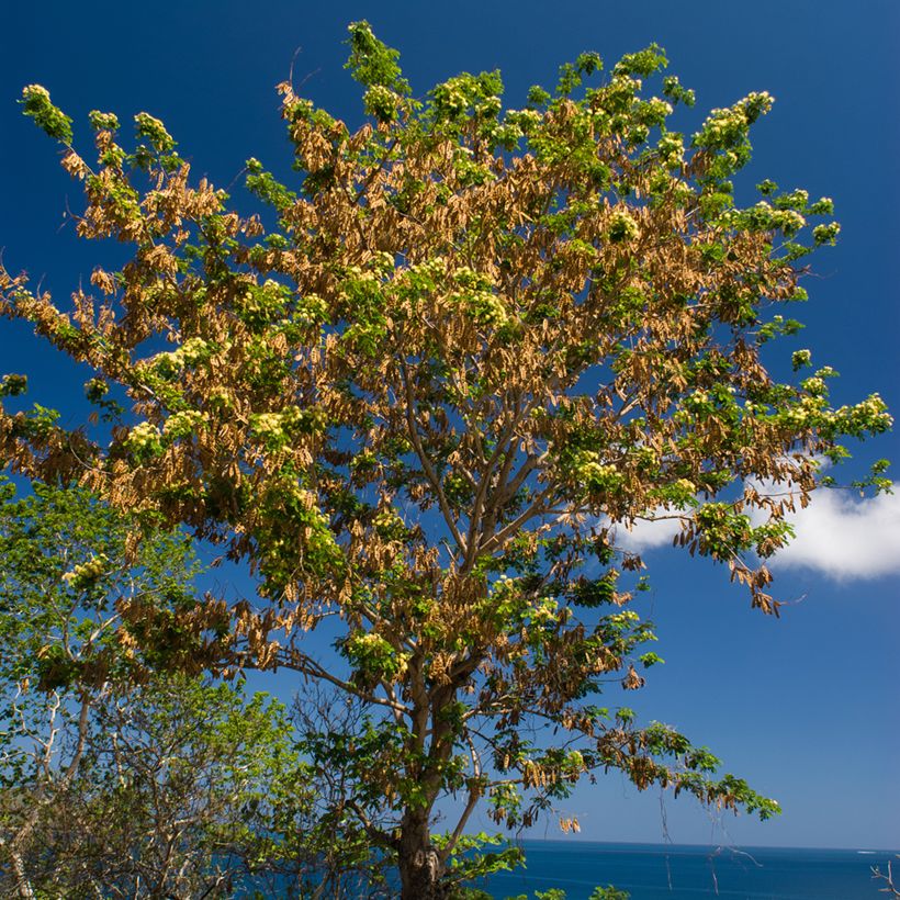 Albizia lebbeck - Bois noir des Bas (Plant habit)