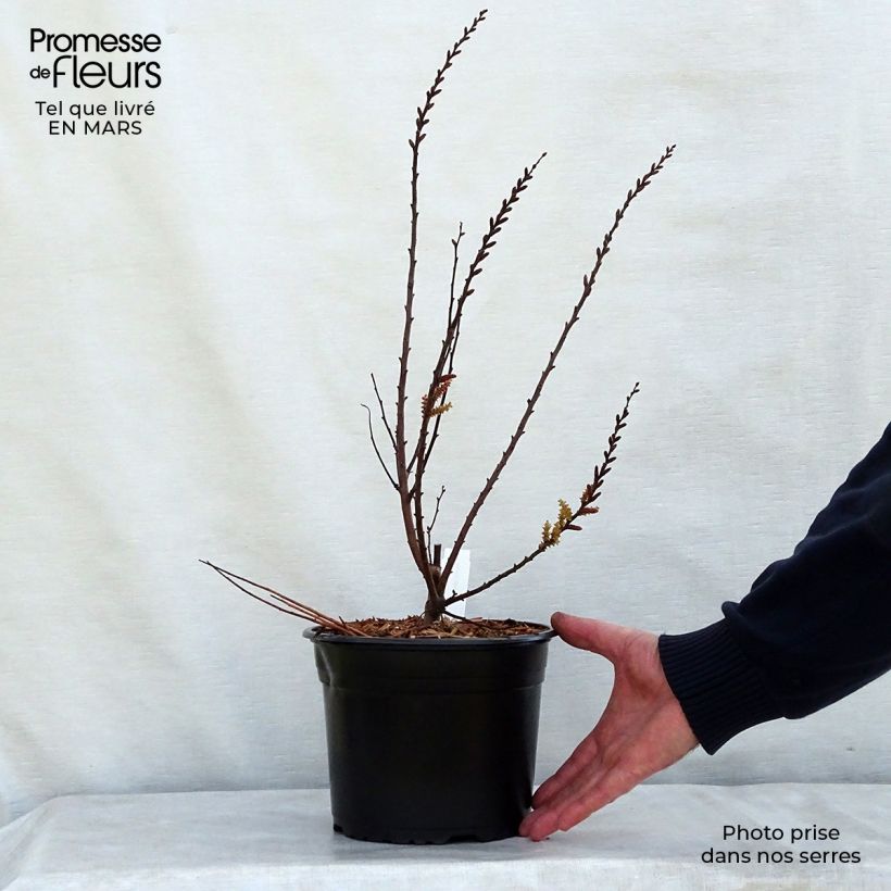 Example of Bois-sent-bon - Myrica gale Pot de 1,5L/2L as you get in printemps