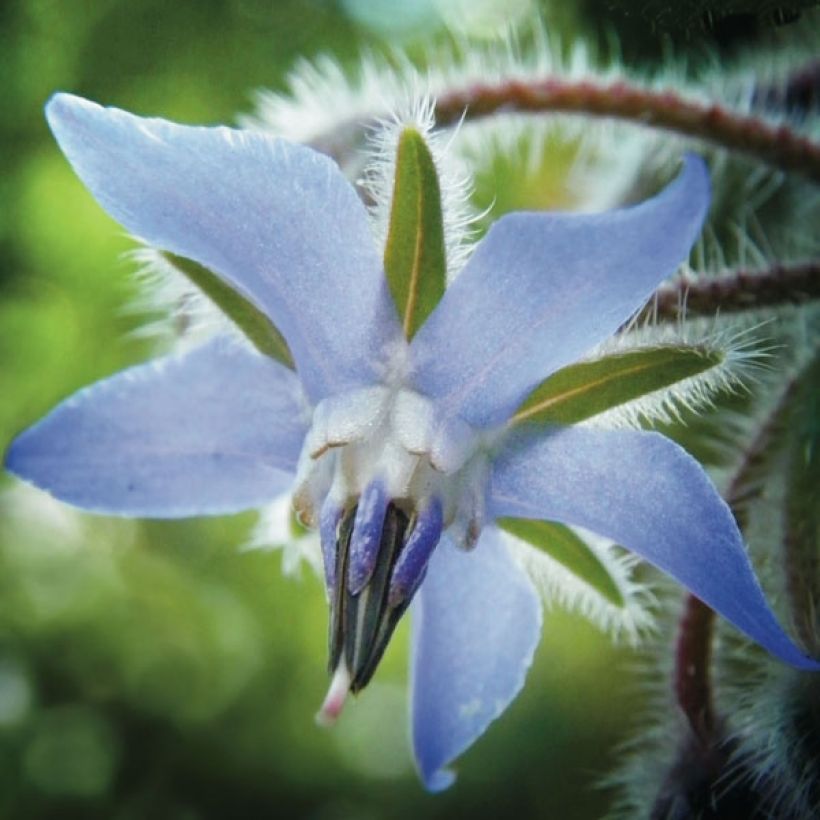 Graines de Bourrache officinale - Borago officinalis (Flowering)