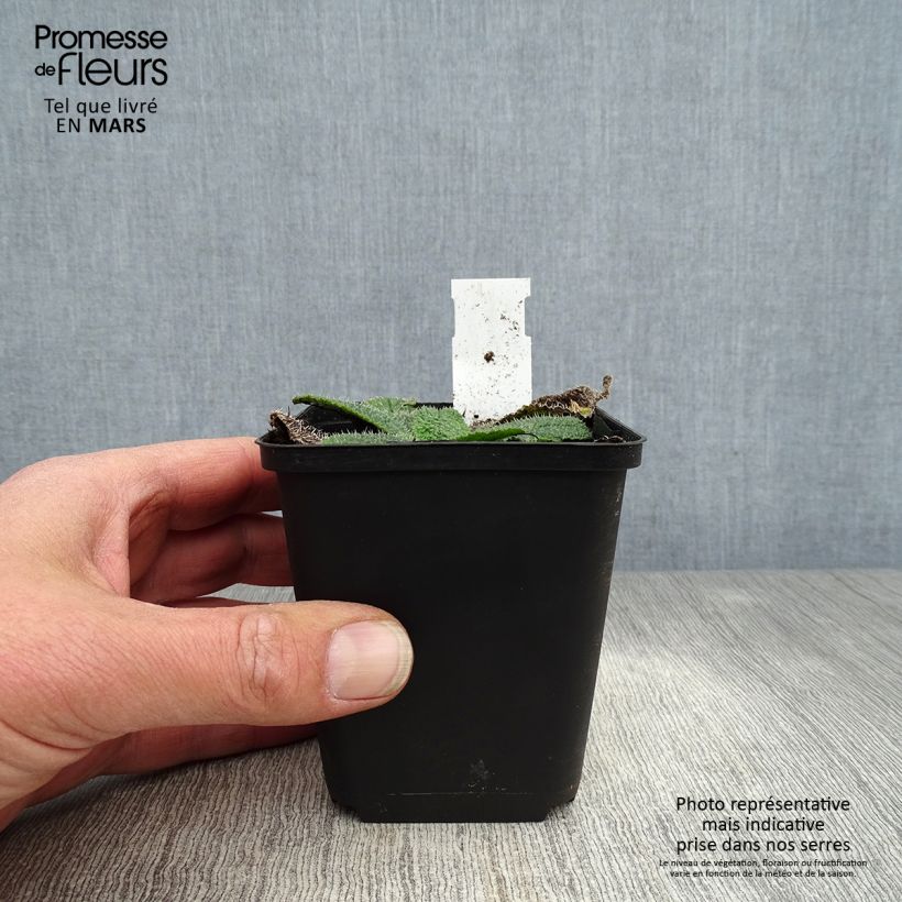 Spécimen de Borago pygmaea - Bourrache vivace naine Godet de 8/9 cm tel que livré au printemps