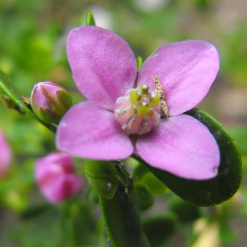 Boronia crenulata Shark Bay - Boronie à feuilles crénelées (Flowering)