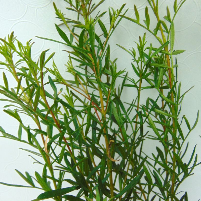 Boronia heterophylla - Boronie à feuillage varié. (Foliage)
