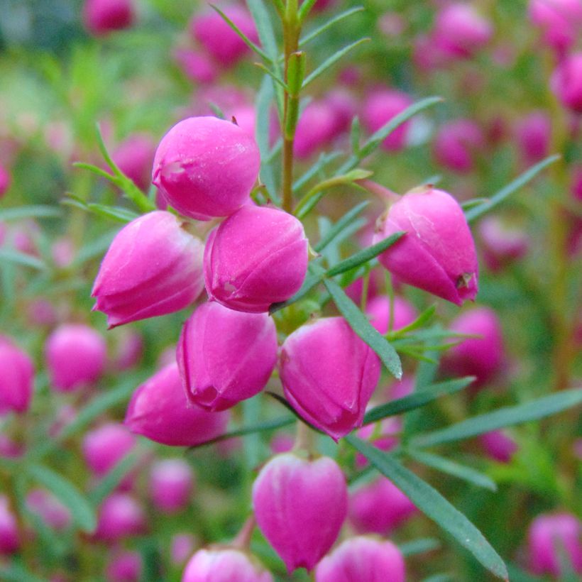 Boronia heterophylla - Boronie à feuillage varié. (Flowering)