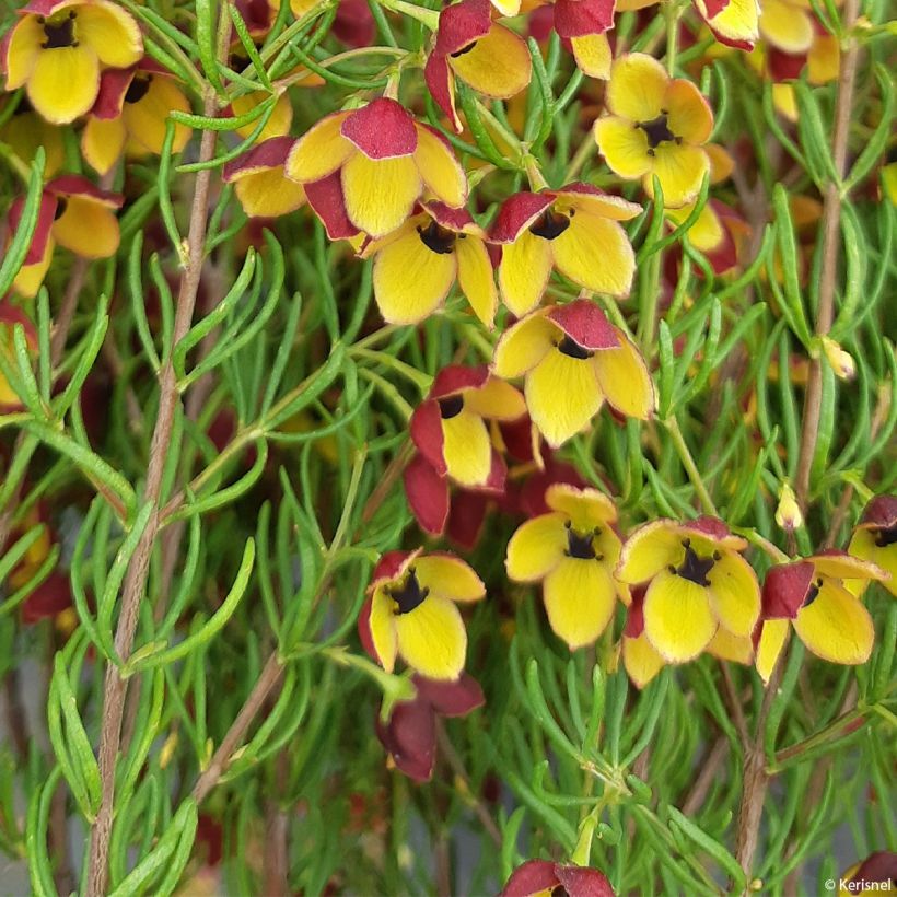 Boronia megastigma Tui - Boronie brune (Foliage)