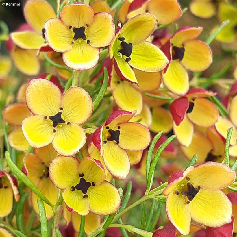 Boronia megastigma Tui - Boronie brune (Flowering)
