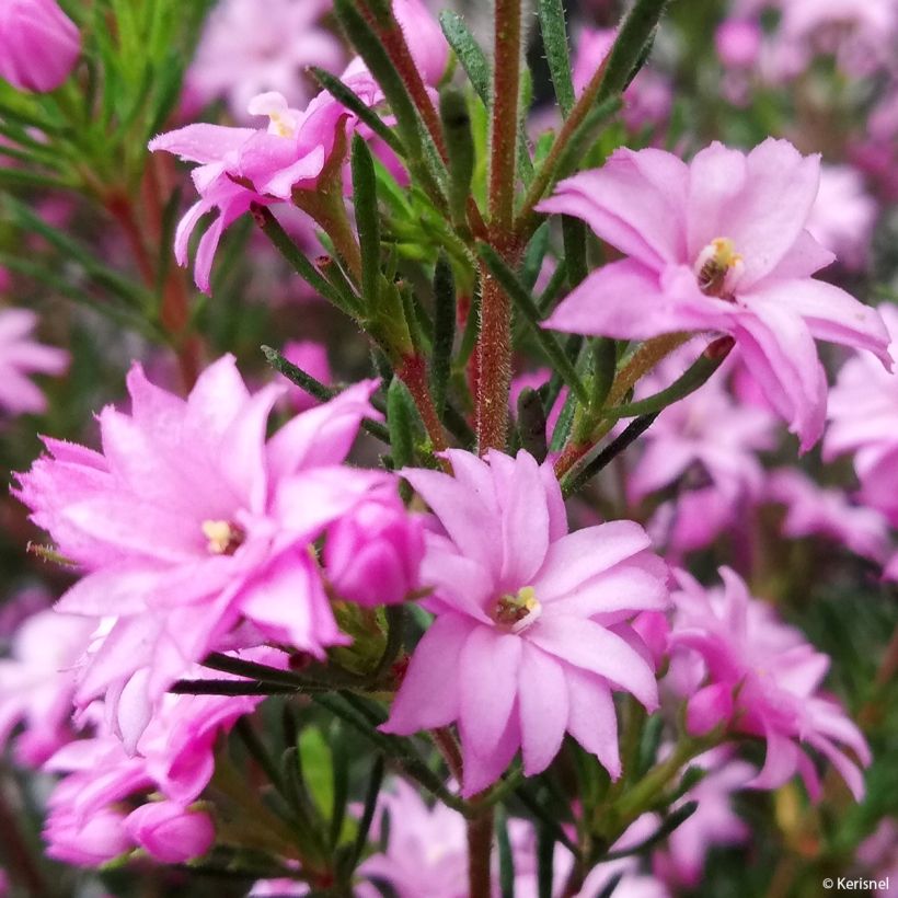 Boronia pilosa Rose Blossom - Boronie velue (Flowering)