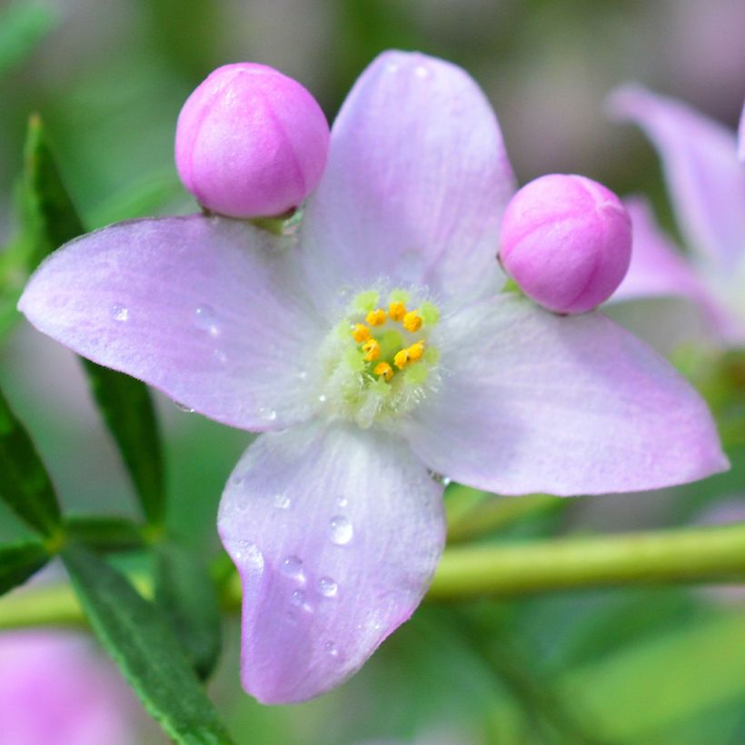 Boronia pinnata var. muelleri - Boronie forestière (Flowering)